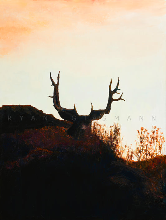 Mule deer Prints Canvas and Paper